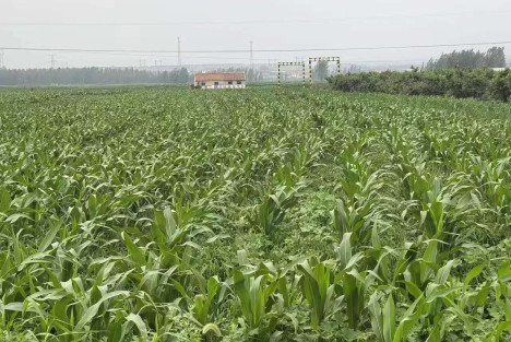 蒋高明：为什么不用农药反而没有病虫害